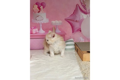 販売中の千葉県のミヌエット(短足)-117736の9枚目
