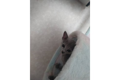 成約済の茨城県のロシアンブルー-117732の3枚目