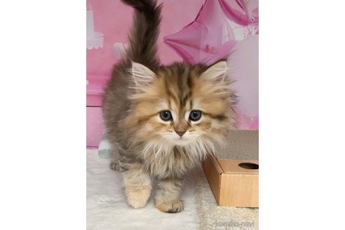 販売中の千葉県のミヌエット-117744の4枚目