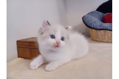 販売中の東京都のラグドール-117747の6枚目