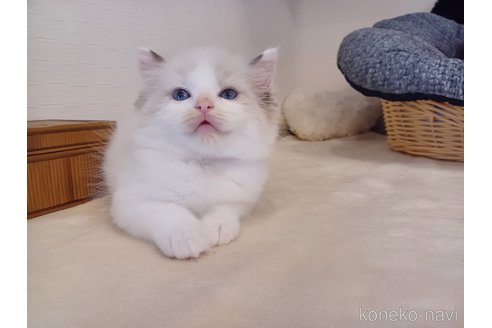 販売中の東京都のラグドール-117747の3枚目