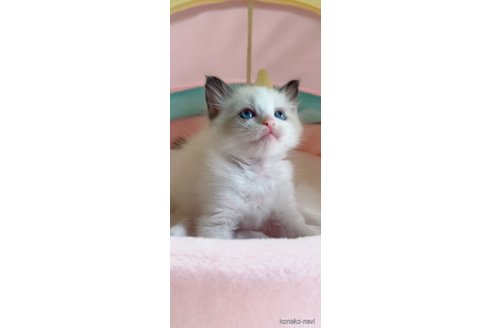 販売中の岐阜県のラグドール-117780の2枚目