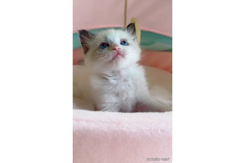 販売中の岐阜県のラグドール-117780の6枚目
