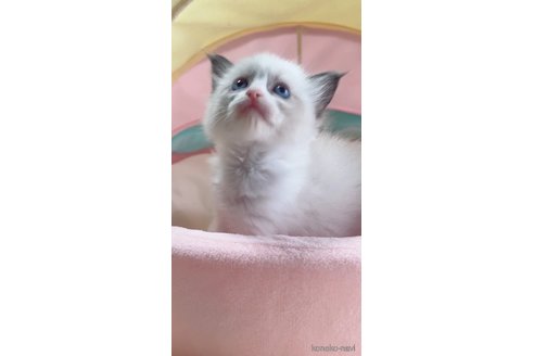 販売中の岐阜県のラグドール-117783の3枚目