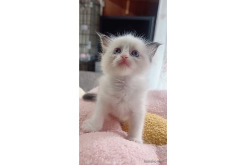 販売中の岐阜県のラグドール-117783の2枚目