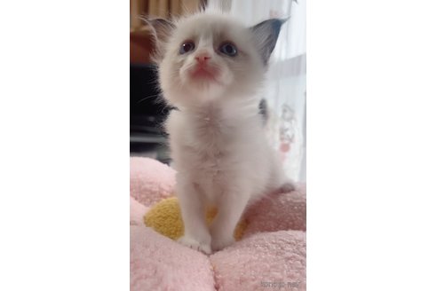 販売中の岐阜県のラグドール-117783の4枚目