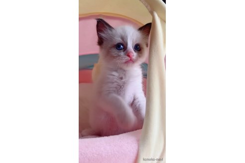 販売中の岐阜県のラグドール-117784の3枚目
