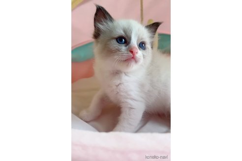 販売中の岐阜県のラグドール-117784の2枚目