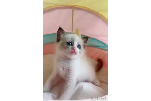 販売中の岐阜県のラグドール-117785の2枚目