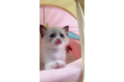 販売中の岐阜県のラグドール-117785の5枚目