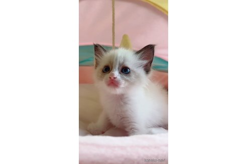 販売中の岐阜県のラグドール-117785の6枚目