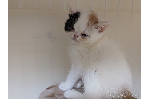 販売中の愛知県のエキゾチックショートヘア-114909の8枚目