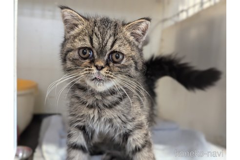 販売中の愛知県のエキゾチックショートヘア-112547の10枚目