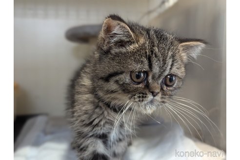 販売中の愛知県のエキゾチックショートヘア-112547の8枚目
