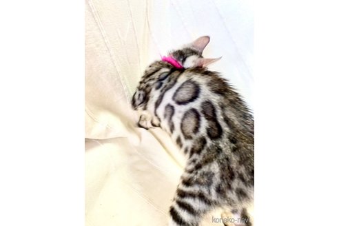販売中の静岡県のベンガル-111760の4枚目