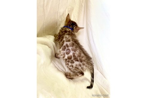 販売中の静岡県のベンガル-112804の7枚目