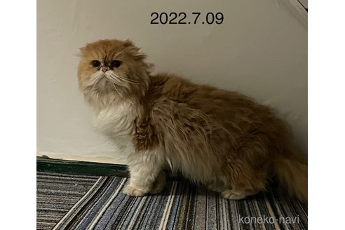 販売中の愛知県のミヌエット-117898の1枚目