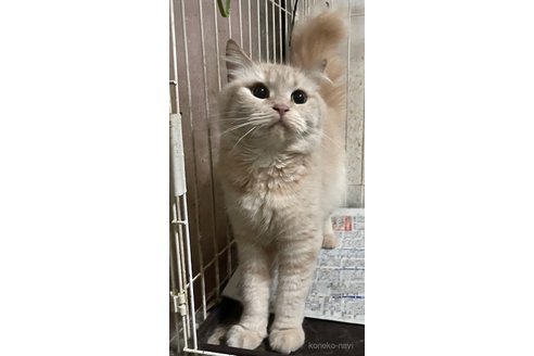 販売中の愛知県のミヌエット-117900の2枚目
