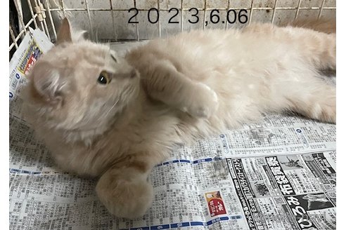 販売中の愛知県のミヌエット-117900