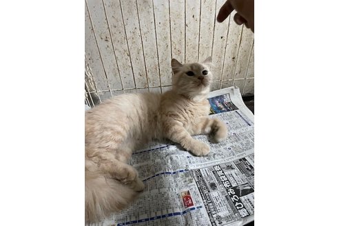 販売中の愛知県のミヌエット-117900の4枚目