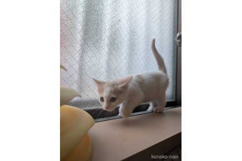 販売中の兵庫県のマンチカン-117902の2枚目
