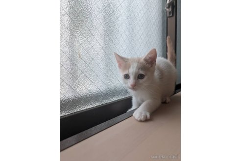 販売中の兵庫県のマンチカン-117902の3枚目