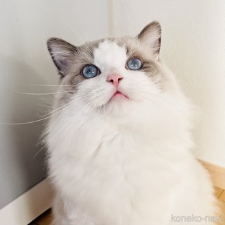 レオンくん1枚目
