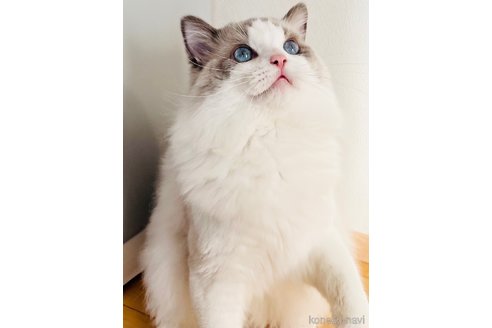 レオンくん1枚目