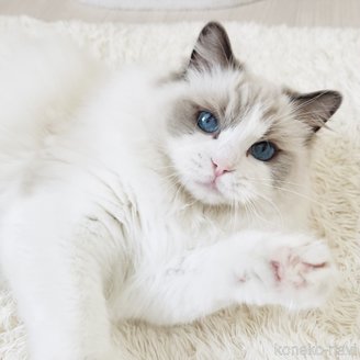 ジュリエットちゃん1枚目