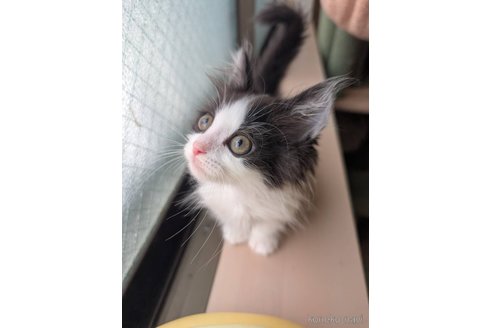 販売中の兵庫県のマンチカン(短足)-117909の8枚目