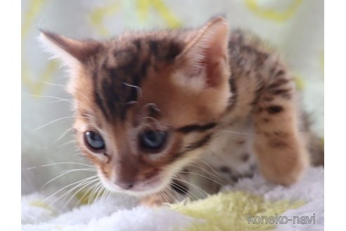 販売中の群馬県のベンガル-117922の6枚目