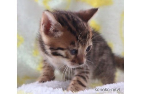 販売中の群馬県のベンガル-117926の8枚目