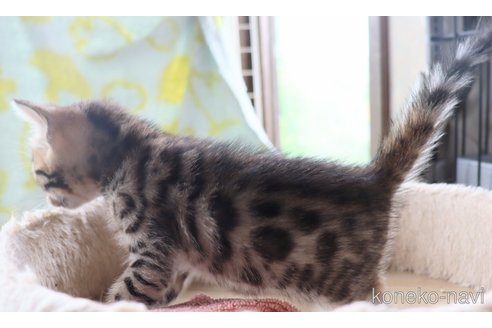 販売中の群馬県のベンガル-117926の9枚目