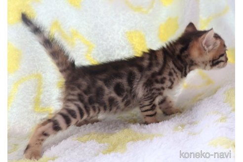 販売中の群馬県のベンガル-117926の6枚目