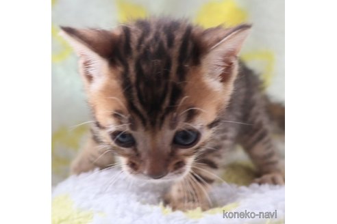 販売中の群馬県のベンガル-117926の3枚目