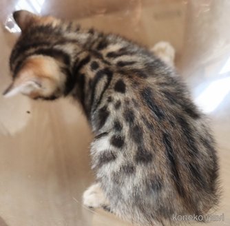 販売中の群馬県のベンガル-117926の4枚目