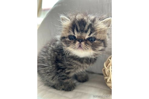 販売中の北海道のエキゾチックショートヘア-117928