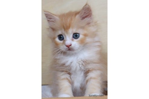 販売中の群馬県のサイベリアン-117935の4枚目