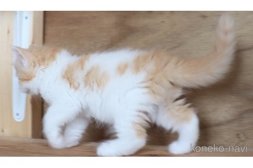 販売中の群馬県のサイベリアン-117936の6枚目