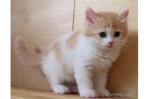 販売中の群馬県のサイベリアン-117936の8枚目
