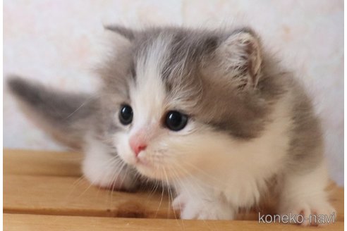 販売中の群馬県のミヌエット(短足)-117937の8枚目