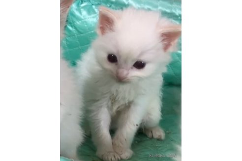 販売中の滋賀県のラグドール-117098の3枚目