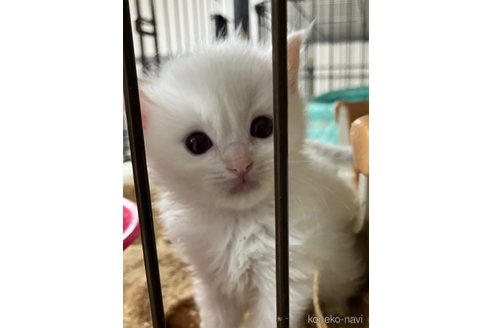 販売中の滋賀県のラグドール-117098の2枚目