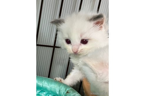 販売中の滋賀県のラグドール-117095の1枚目