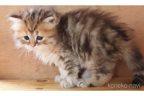 販売中の群馬県のミヌエット-117939の3枚目