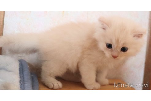 販売中の群馬県のミヌエット-117941の5枚目