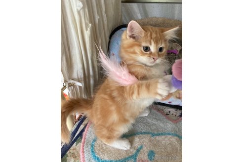 販売中の神奈川県のマンチカン-114950の41枚目