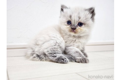 販売中の神奈川県のサイベリアン-117947の4枚目