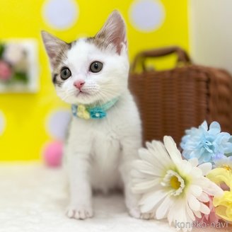 販売中の神奈川県のスコティッシュフォールド-117949の10枚目