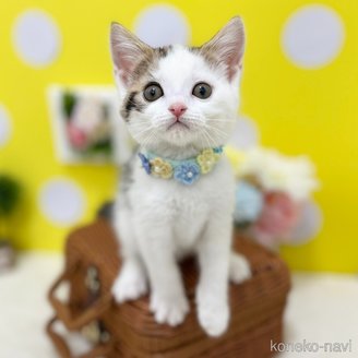販売中の神奈川県のスコティッシュフォールド-117949の2枚目